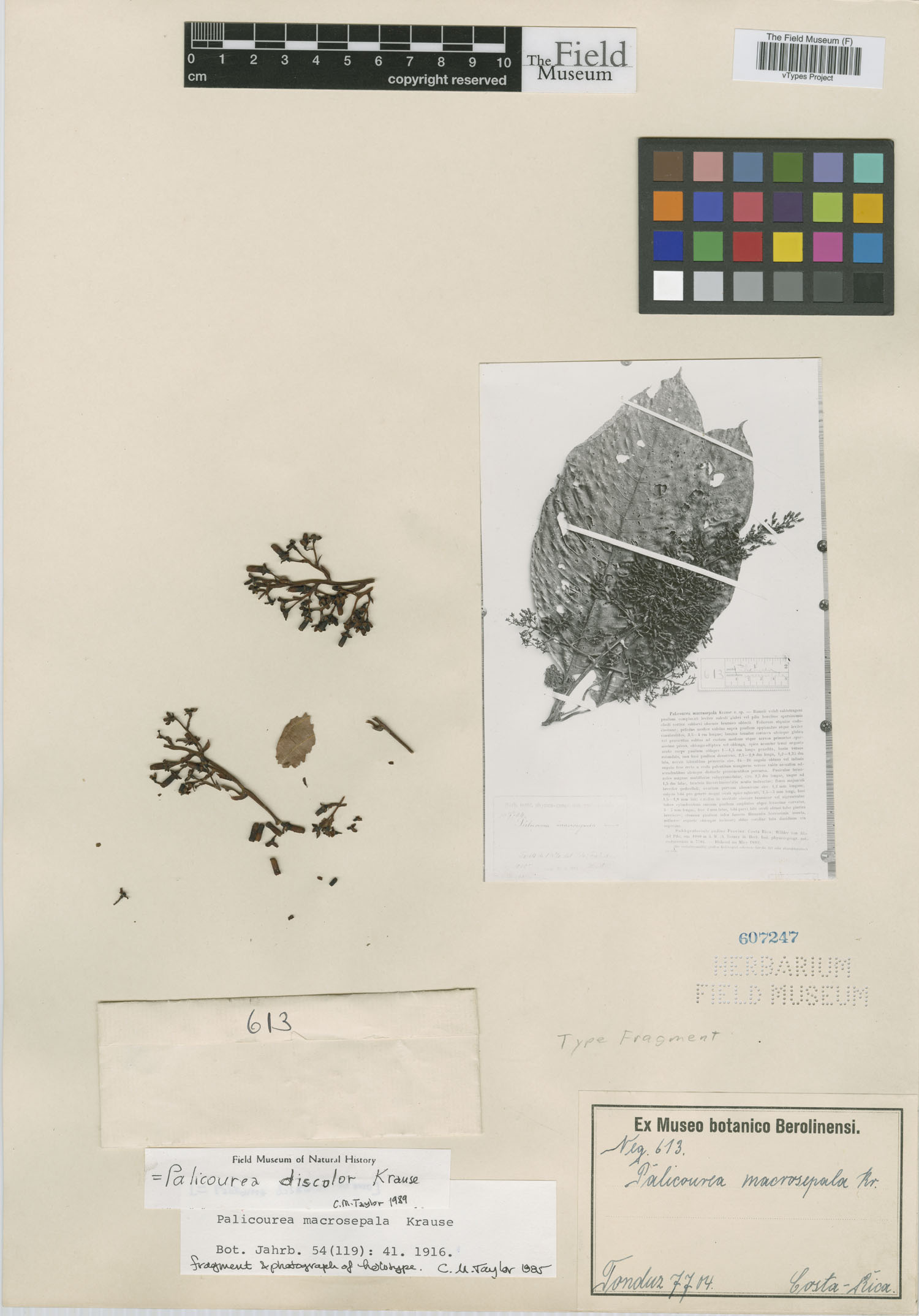 Palicourea macrosepala image