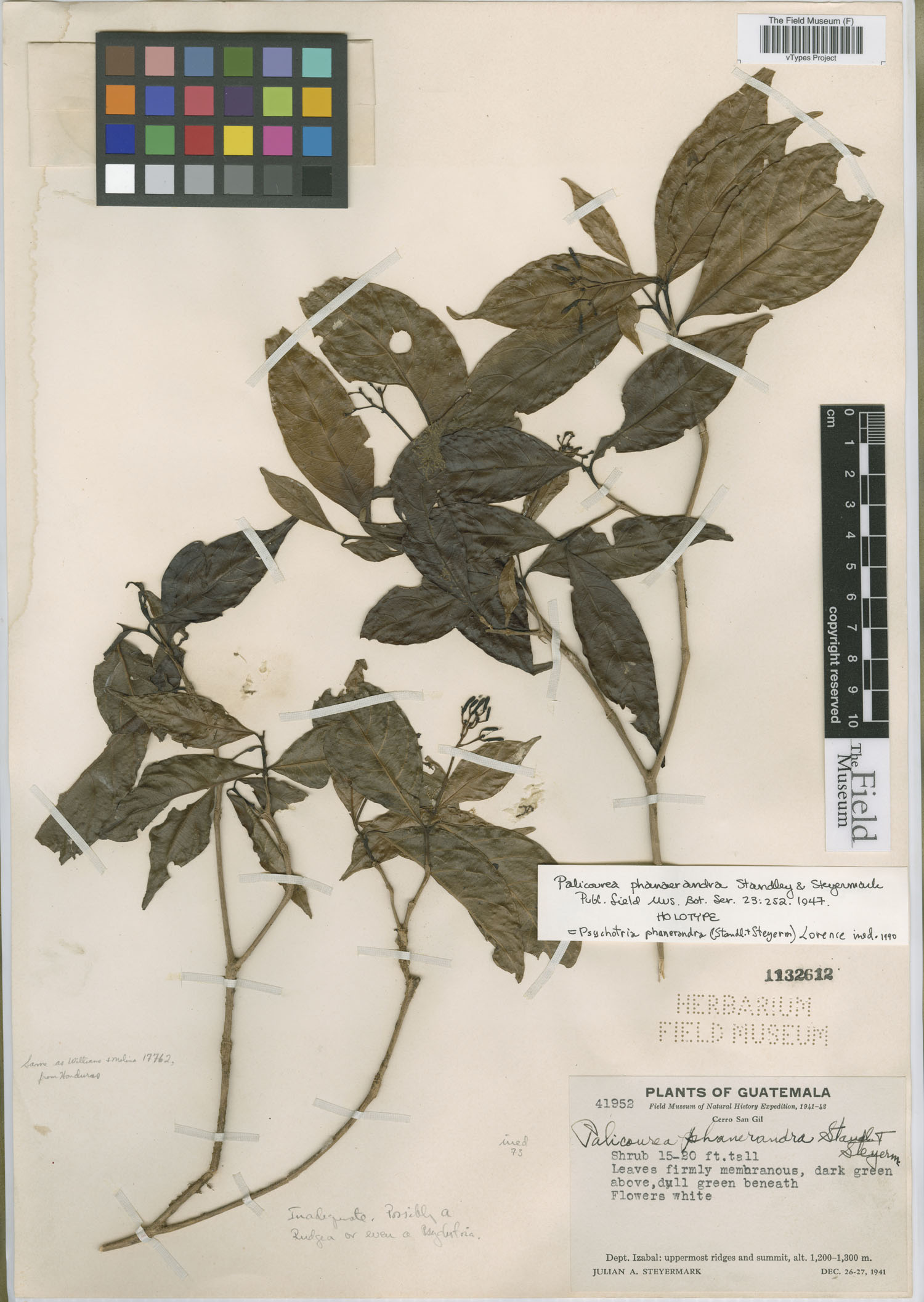 Palicourea phanerandra image