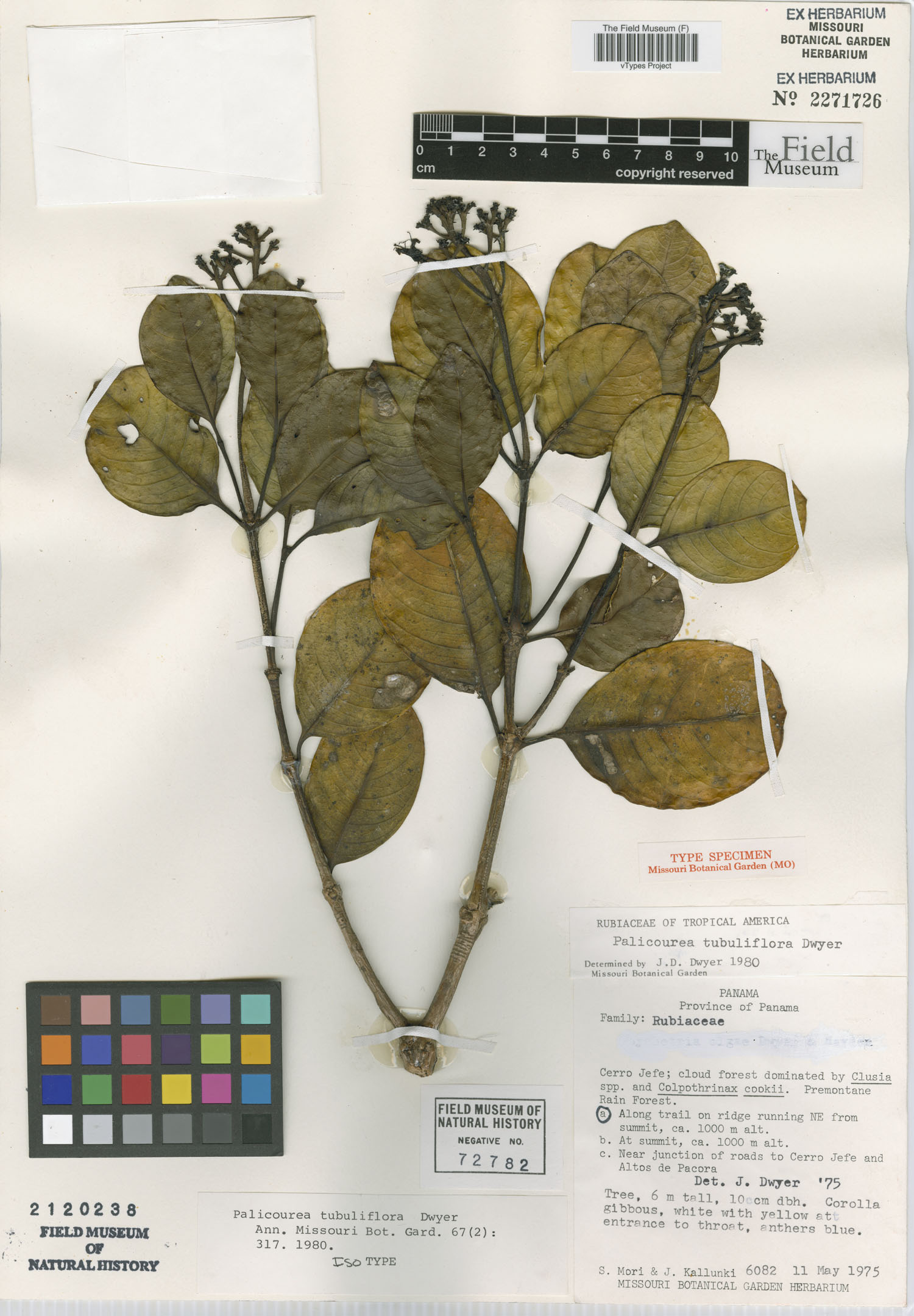 Palicourea tubuliflora image