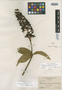 Palicourea elongata Britton, CUBA, N. L. Britton 14749, Isotype, F