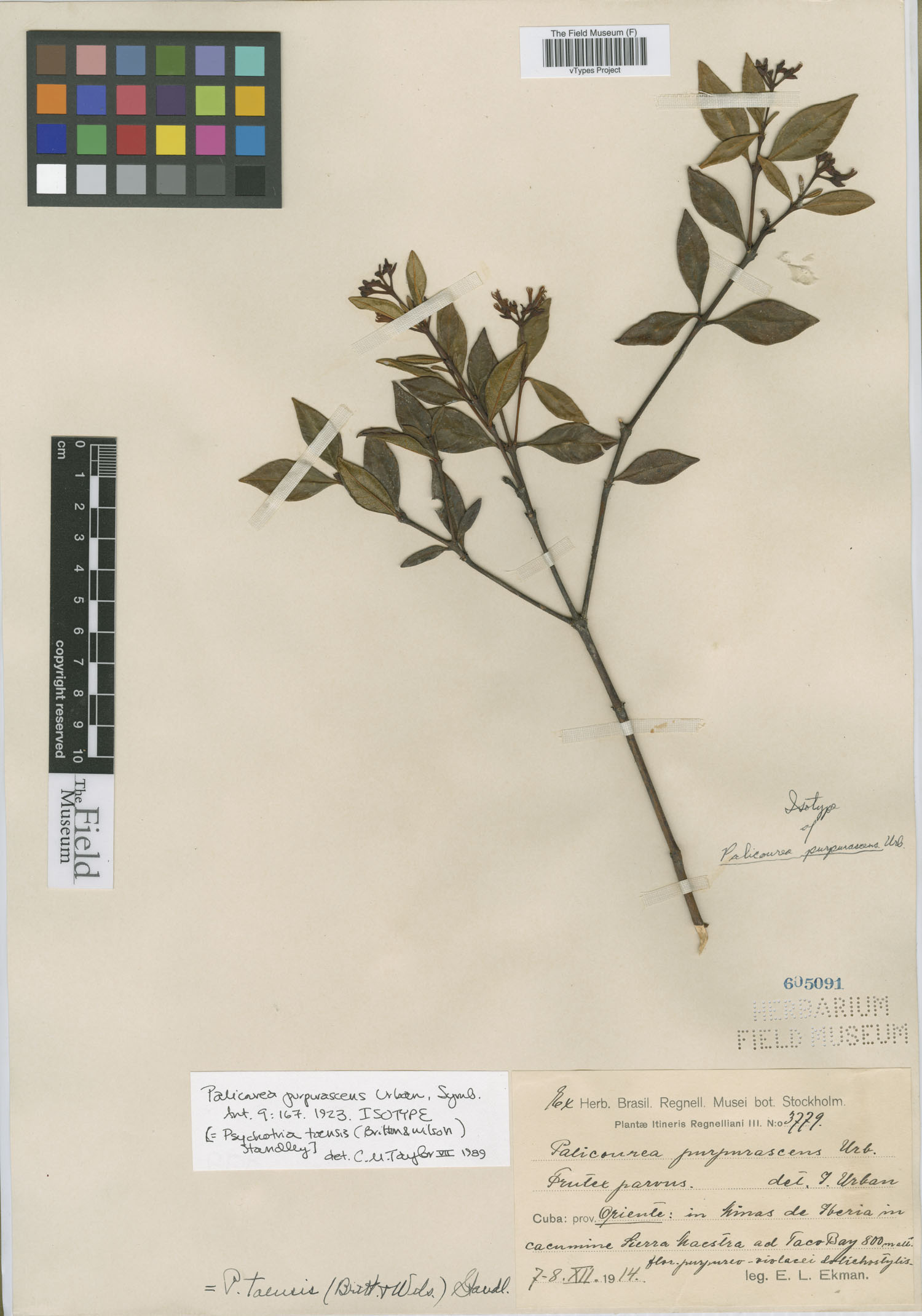 Palicourea toensis image