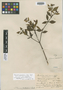 Palicourea toensis image