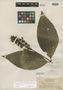 Palicourea guianensis subsp. occidentalis Steyerm., GUYANA, J. S. de la Cruz 1638, Isotype, F