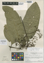 Palicourea irwinii Steyerm., H. S. Irwin 47354, Isotype, F