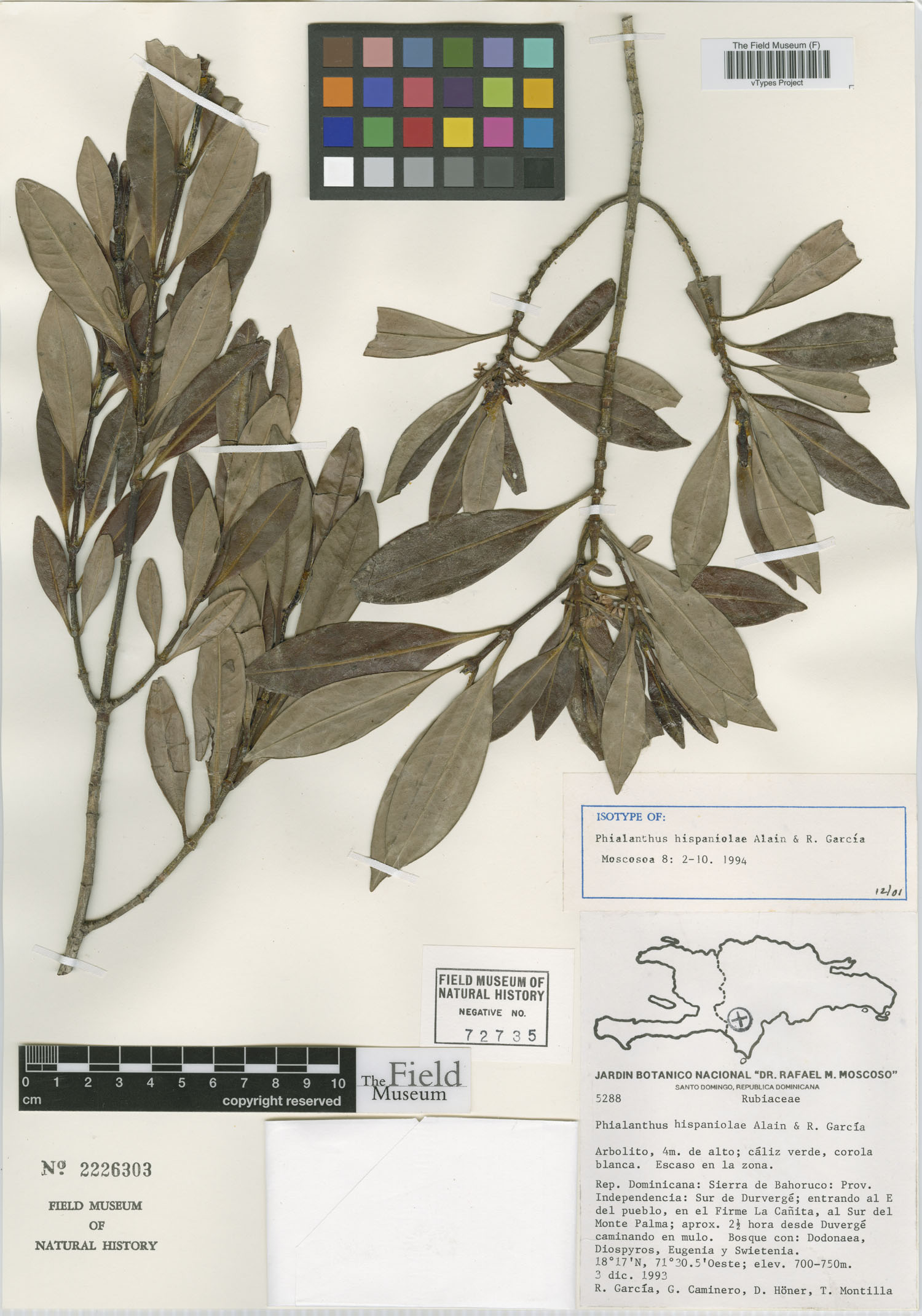 Phialanthus hispaniolae image