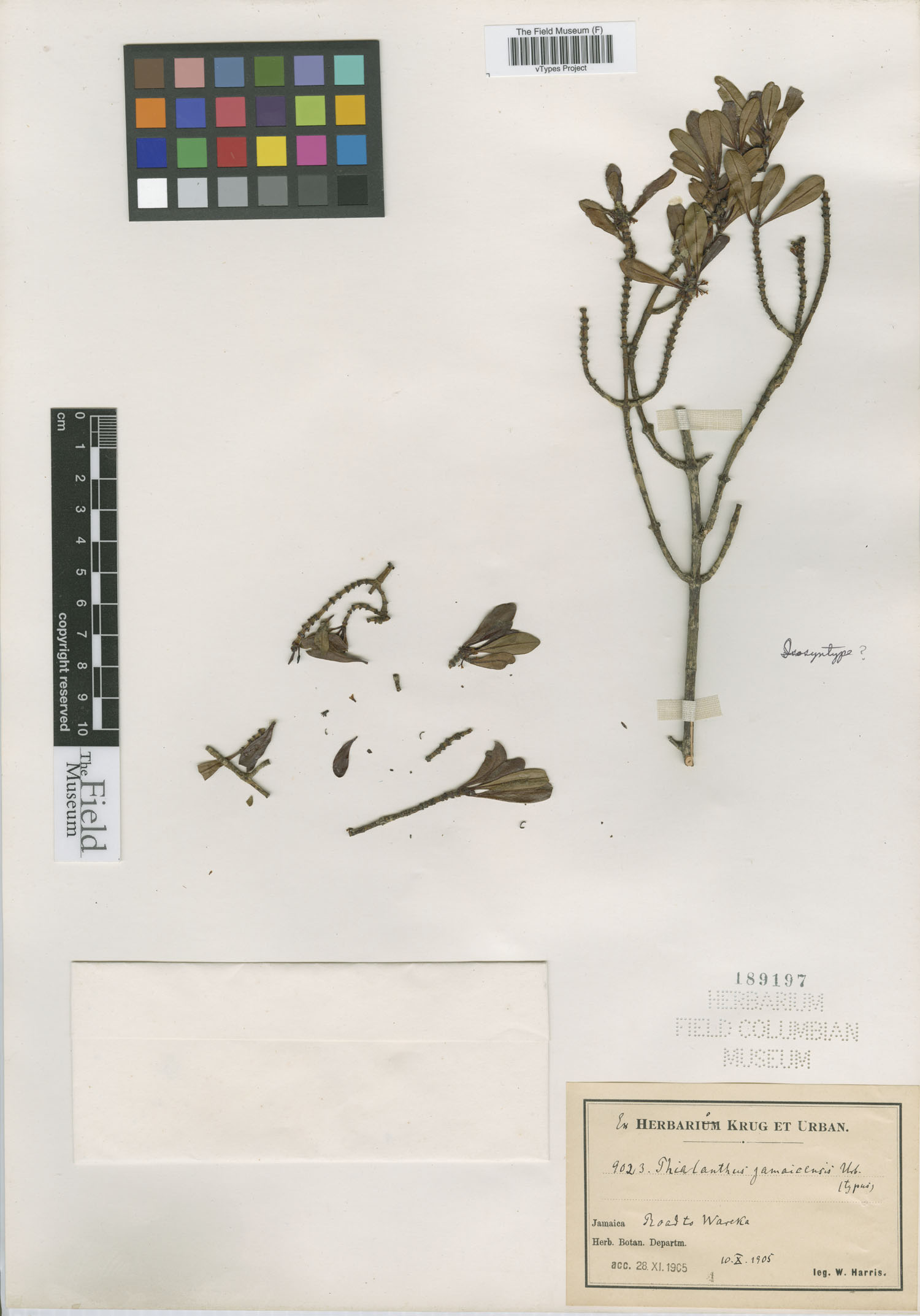 Phialanthus jamaicensis image