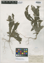 Pinarophyllon flavum Brandegee, MEXICO, C. A. Purpus 6700, Isotype, F