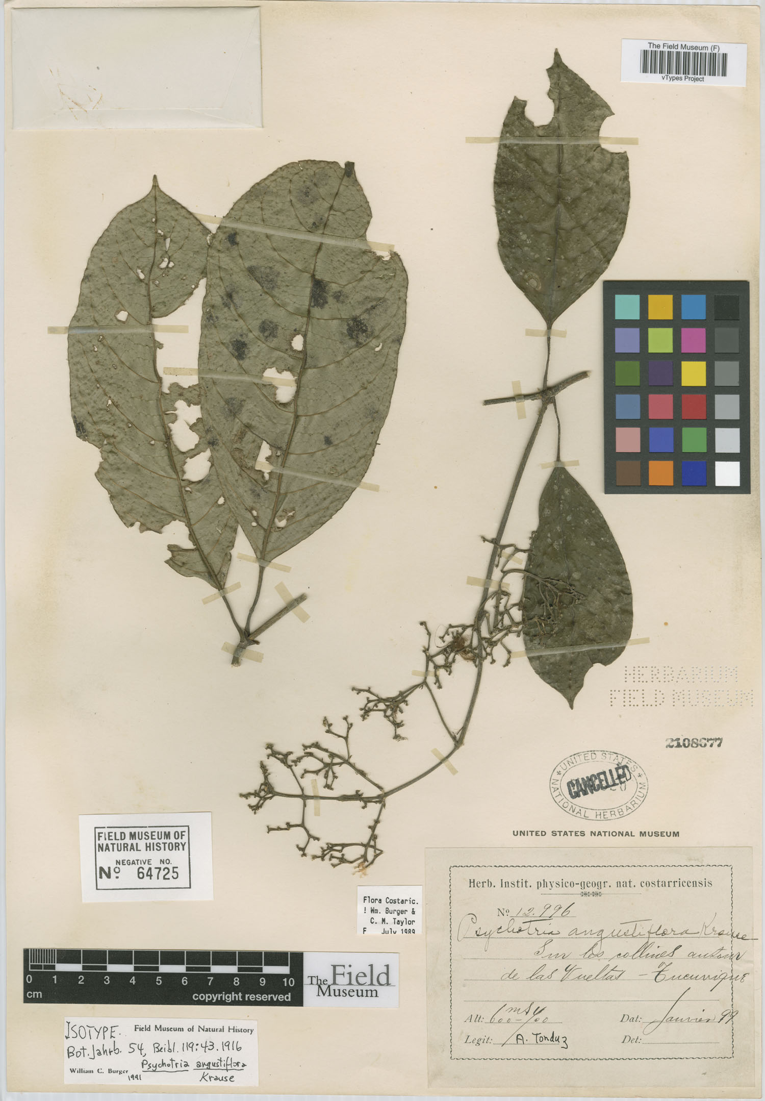 Palicourea angustiflora image