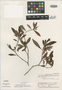 Psychotria bakeri image