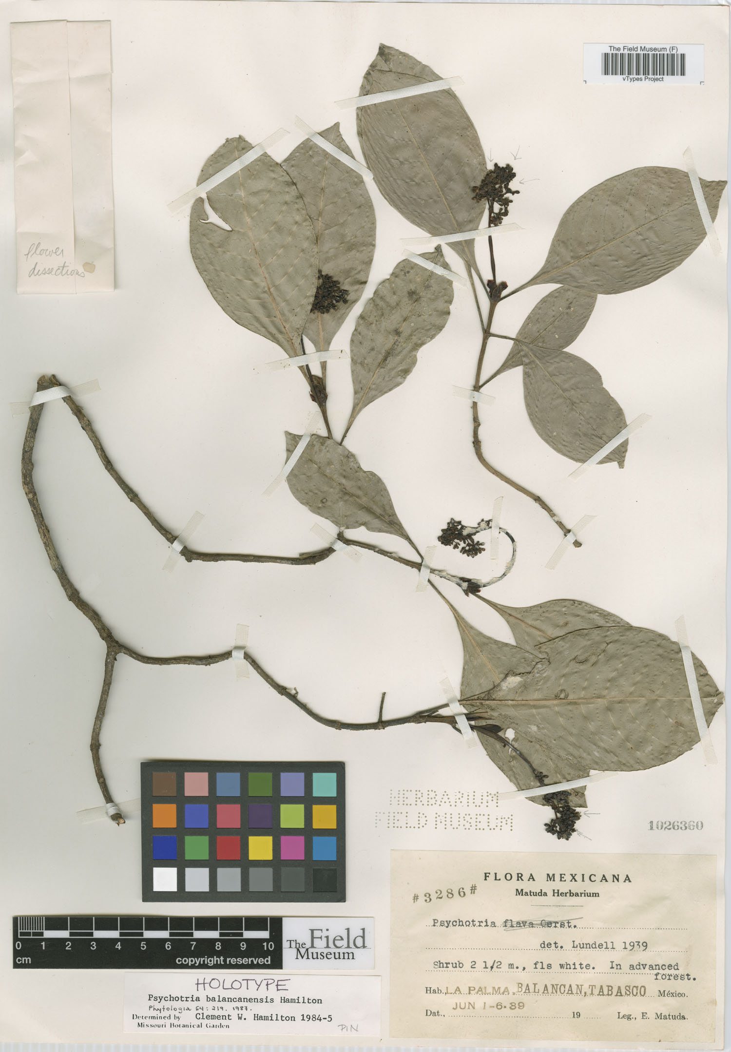 Psychotria balancanensis image