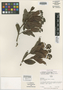 Psychotria cascajalensis image
