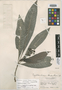 Psychotria clivorum image