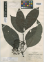 Psychotria dwyeri image