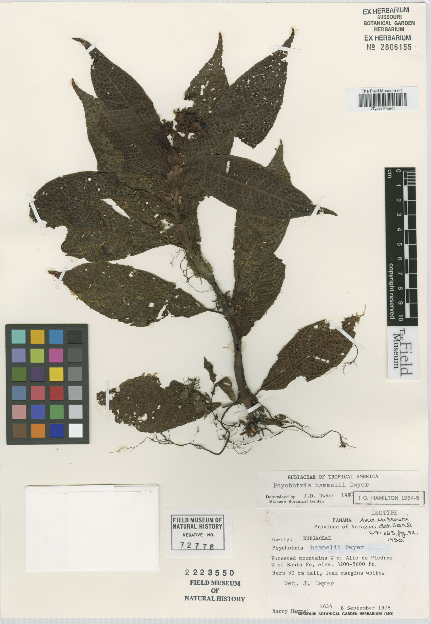 Psychotria hammelii image