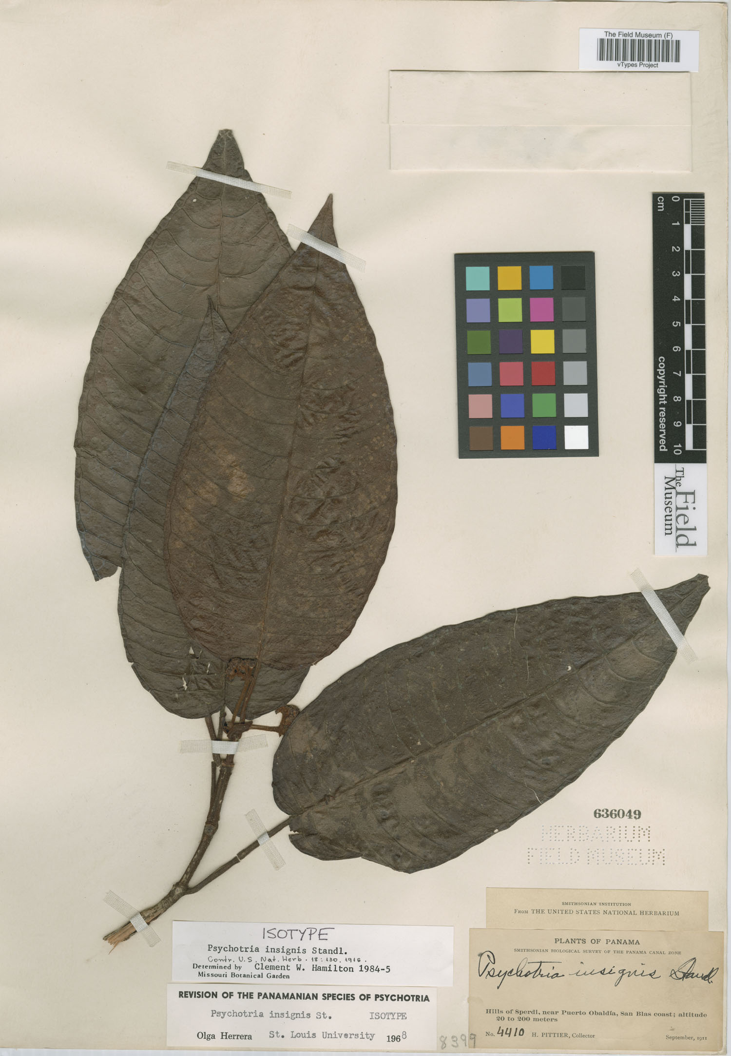 Psychotria insignis image