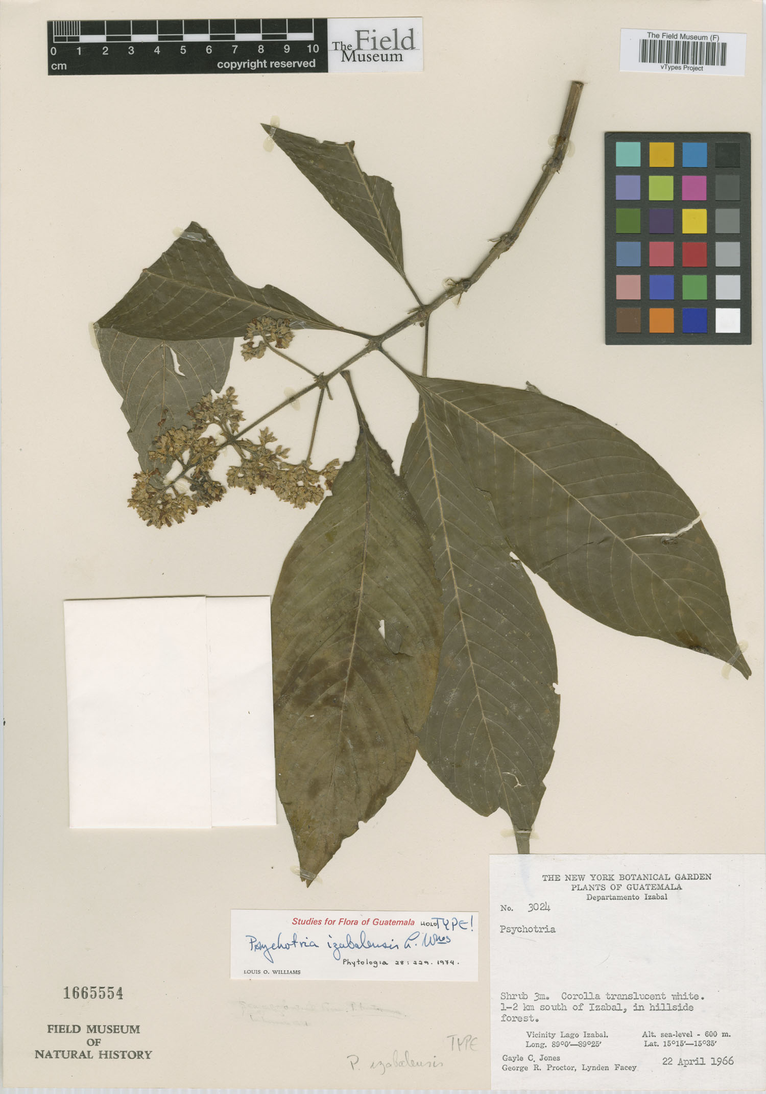 Psychotria izabalensis image