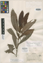 Psychotria jinotegensis C. Nelson et al., NICARAGUA, P. C. Standley 10314, Isotype, F