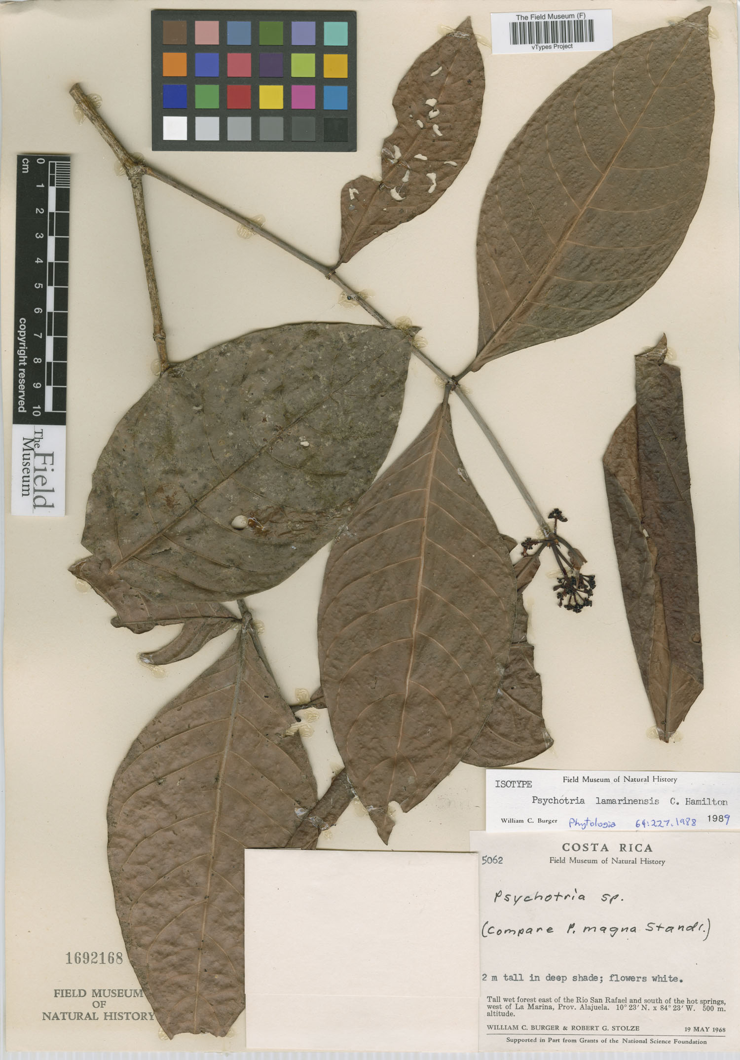 Psychotria lamarinensis image