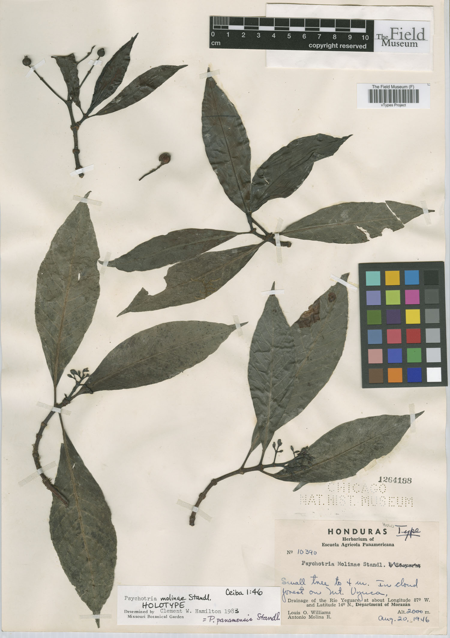 Psychotria molinae image