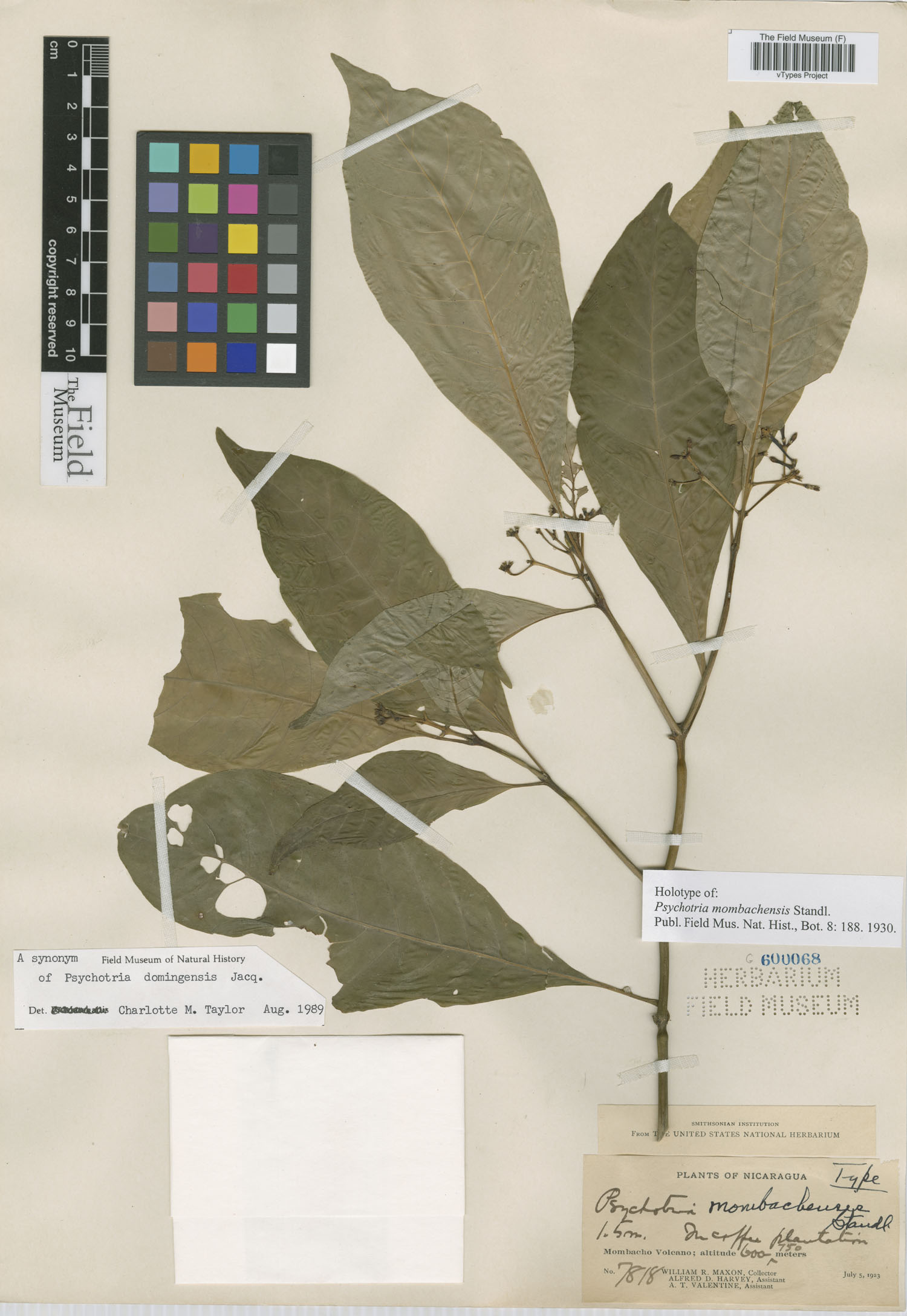 Palicourea domingensis image