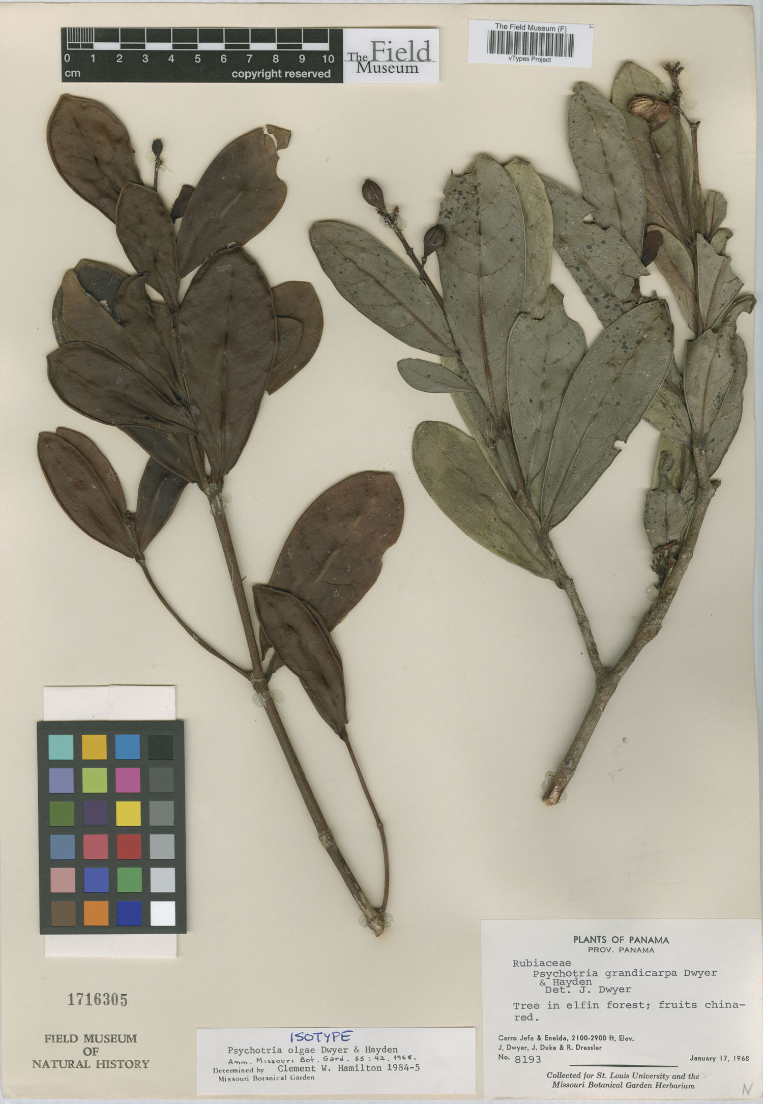 Psychotria olgae image