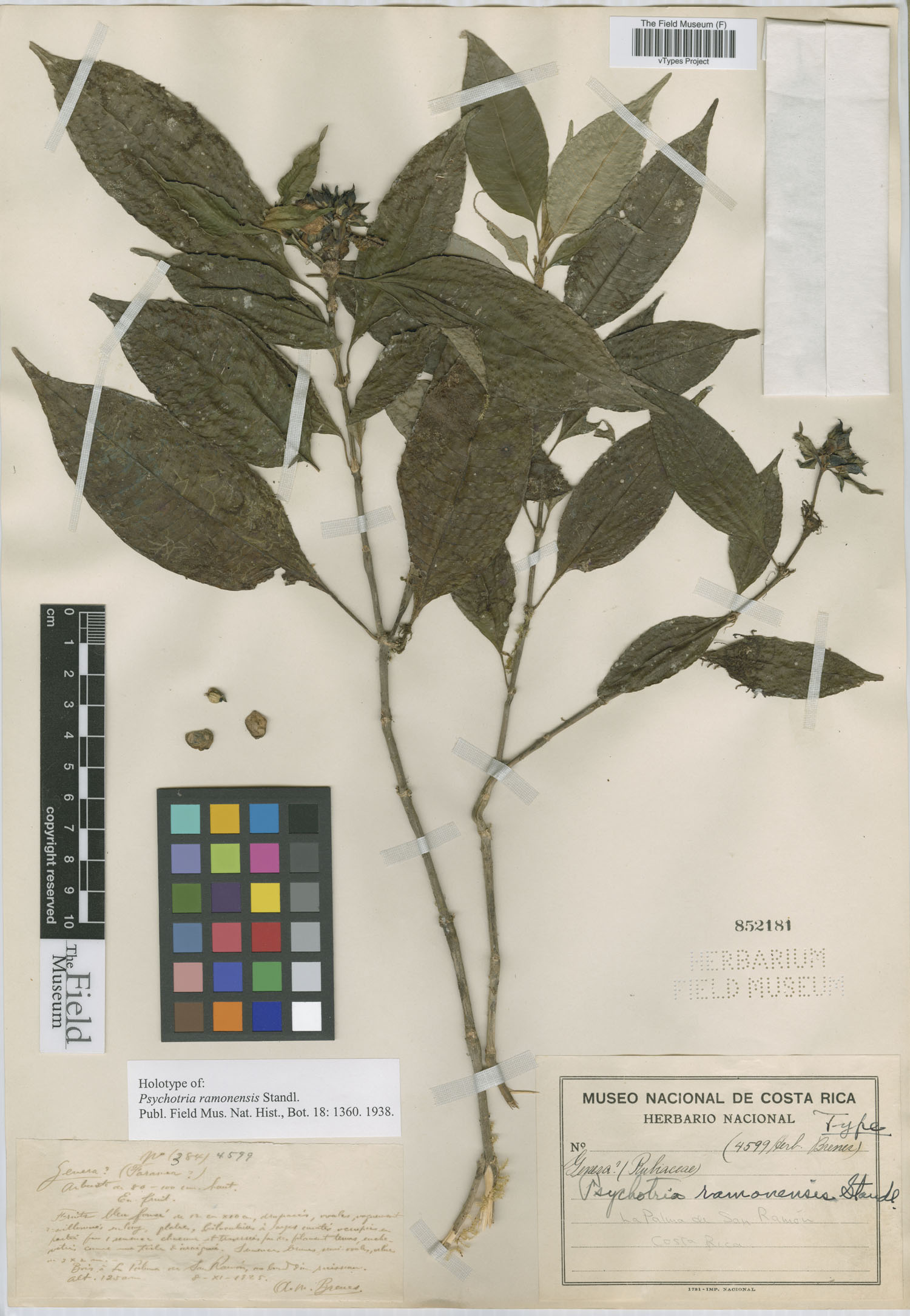 Psychotria ramonensis image
