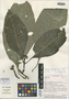 Psychotria saltatrix image