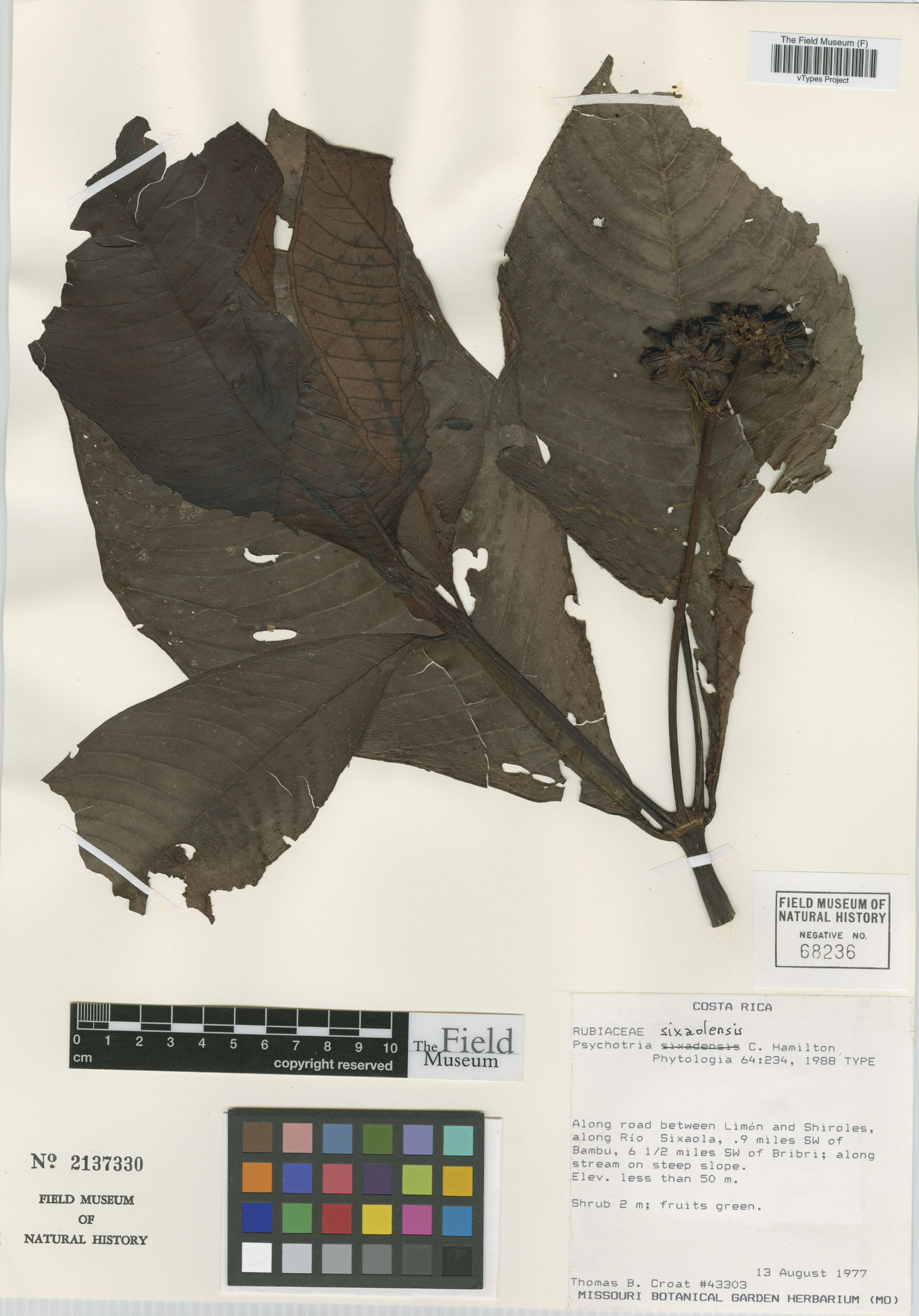 Psychotria sixaolensis image