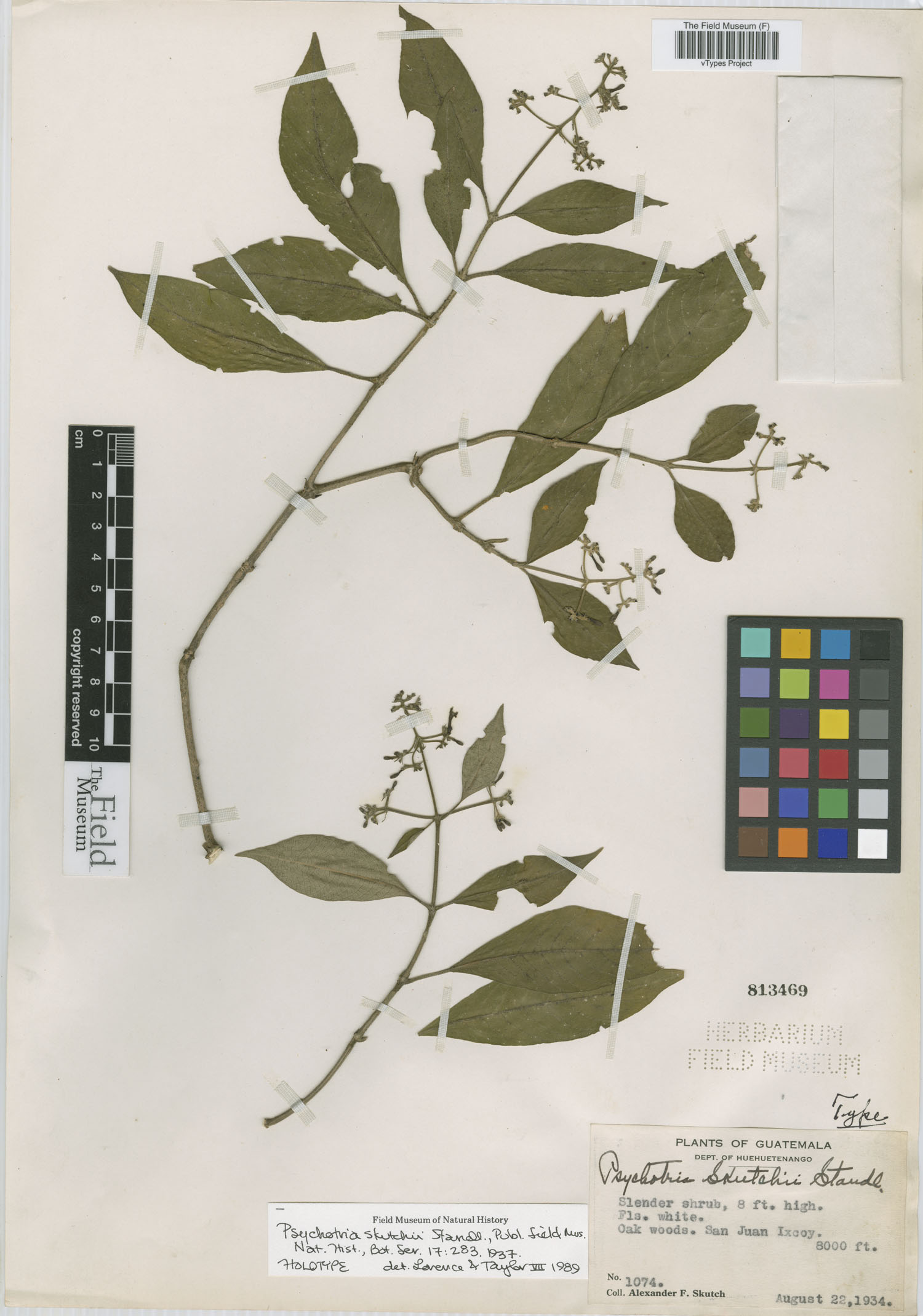 Psychotria skutchii image
