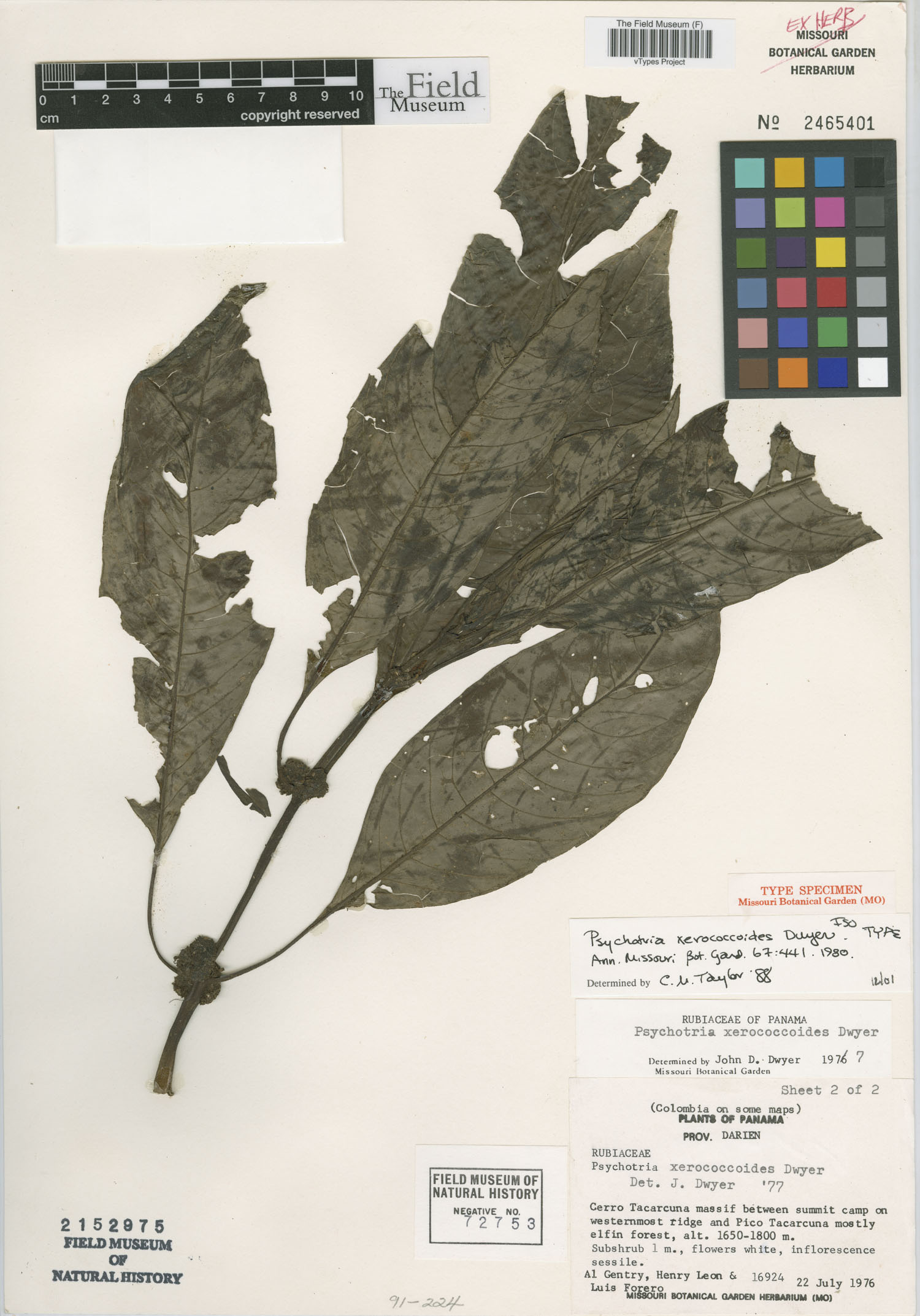Notopleura panamensis image