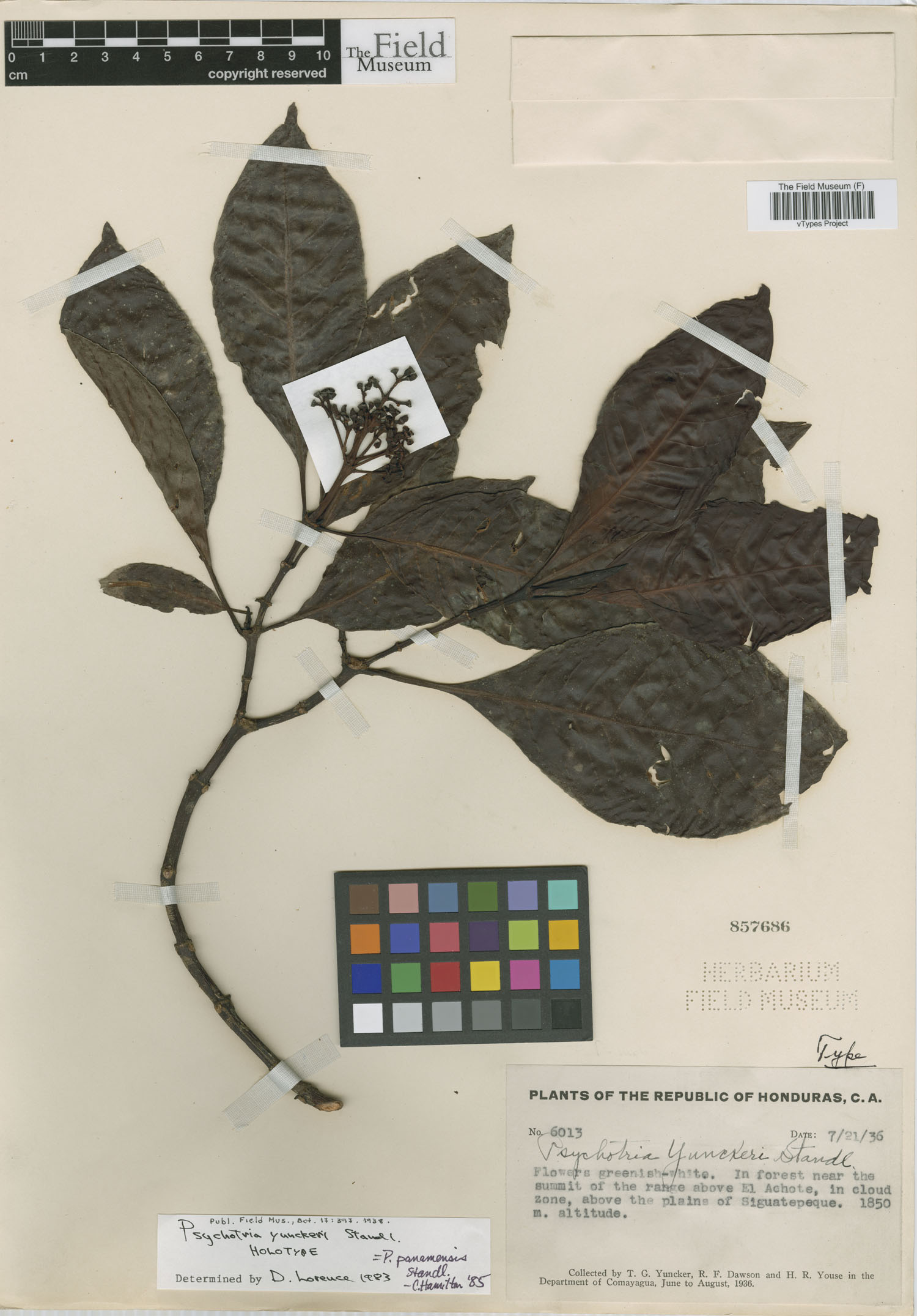 Psychotria panamensis var. panamensis image