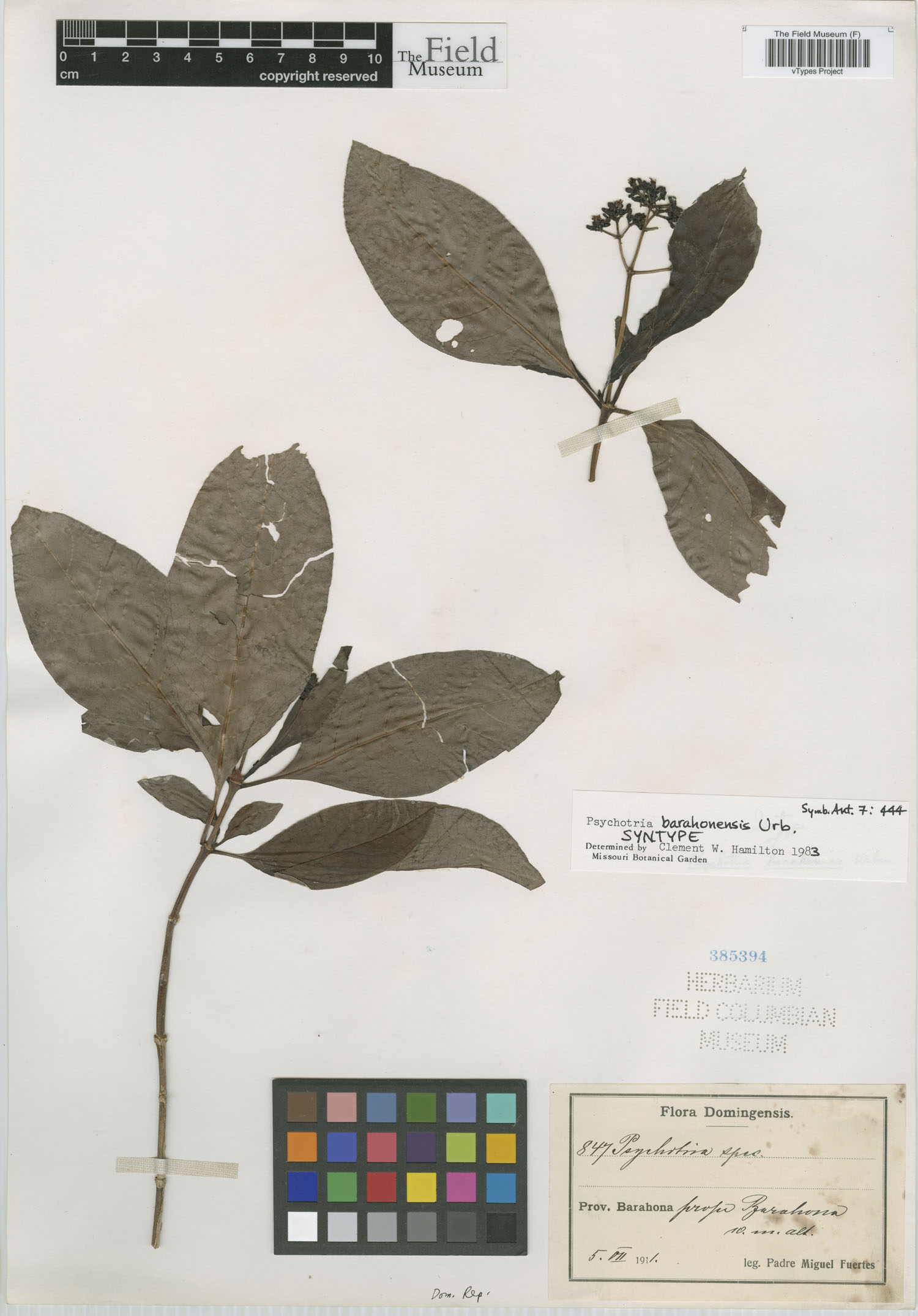 Psychotria glabrata image