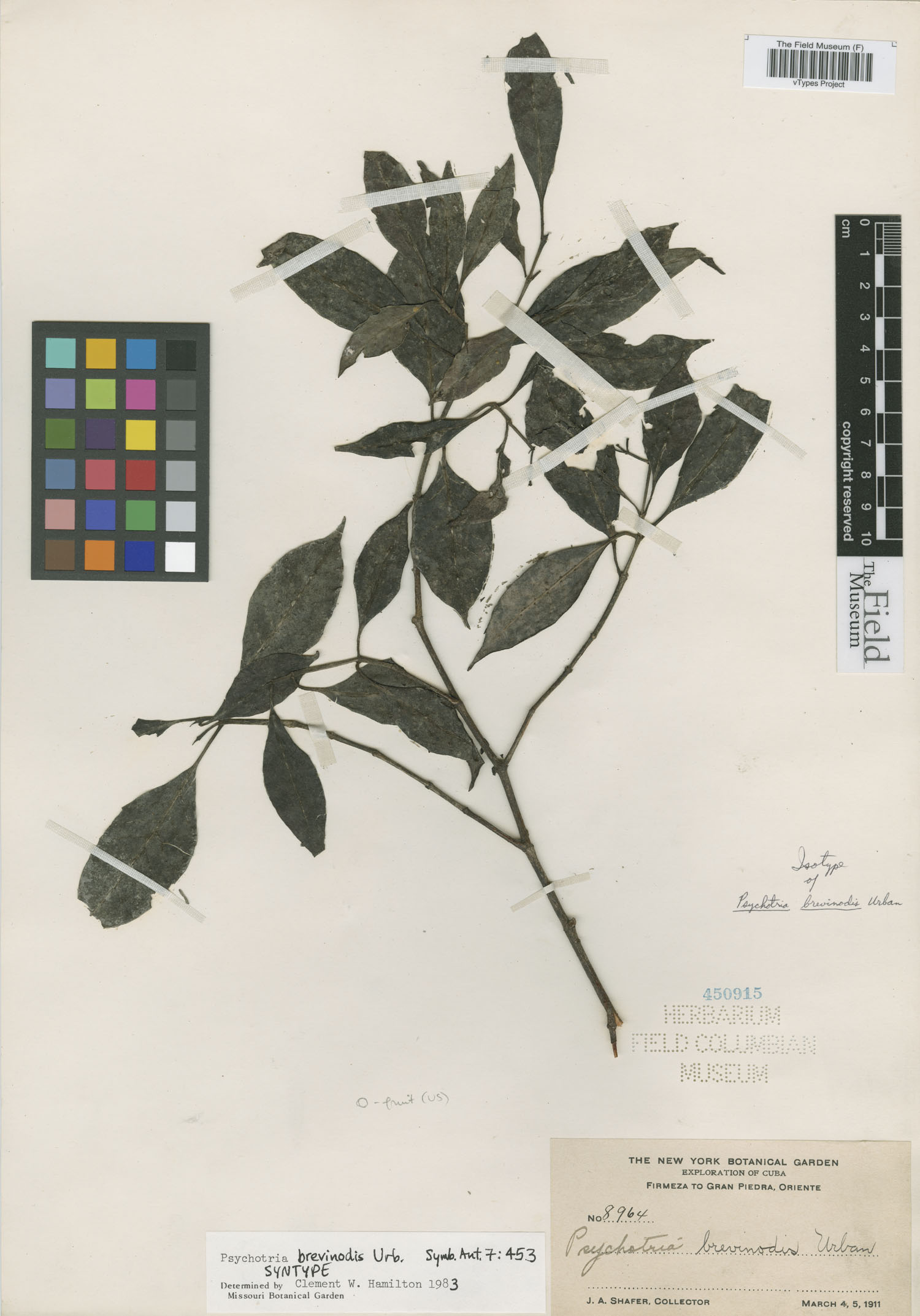 Psychotria brevinodis image