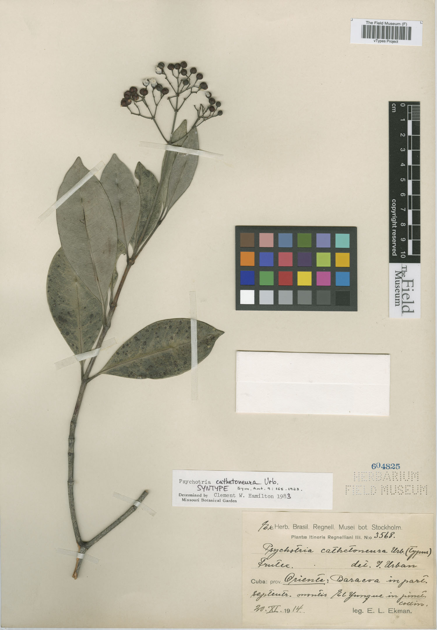 Psychotria cathetoneura image