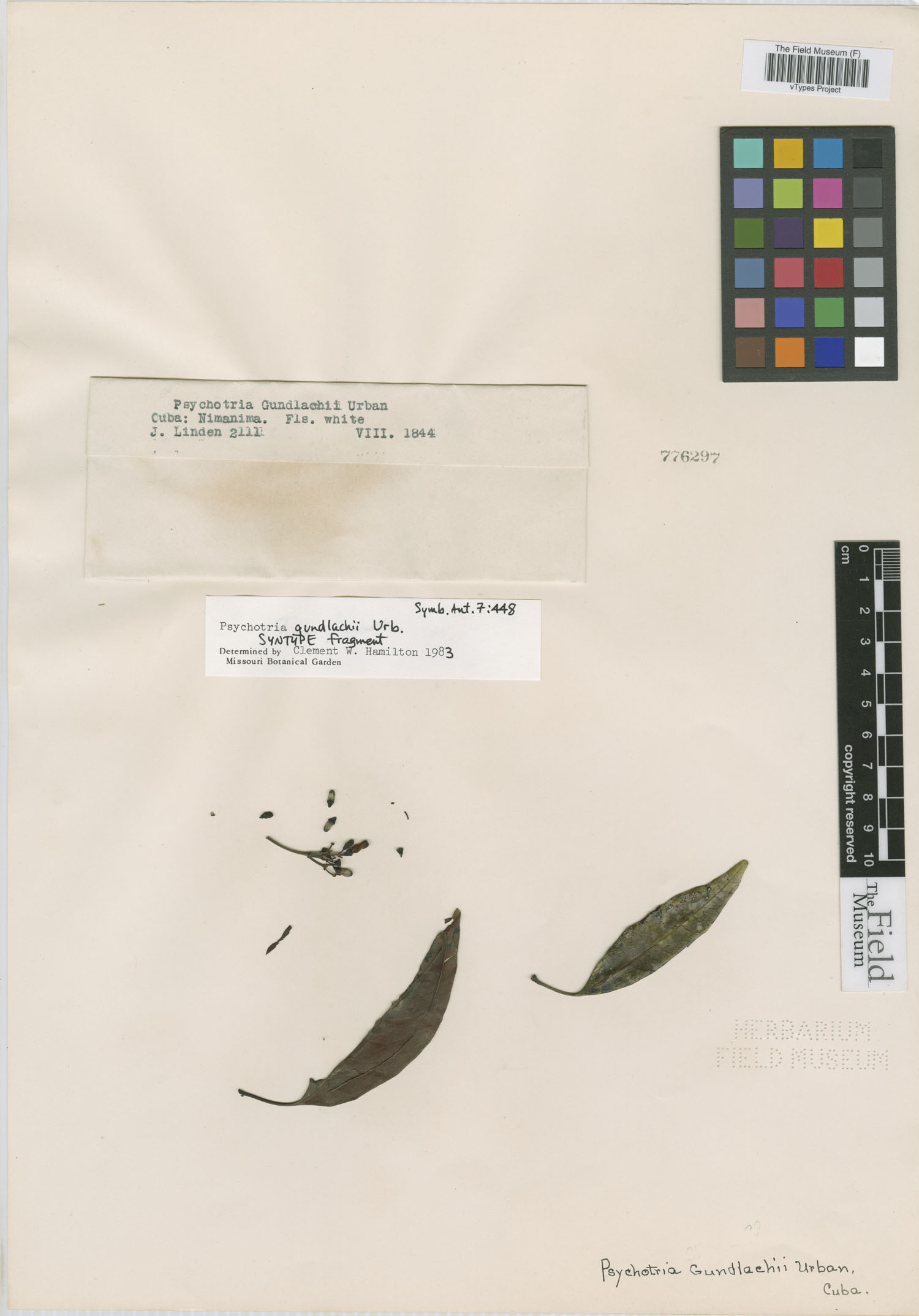 Psychotria gundlachii image