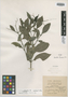 Psychotria sloanei image