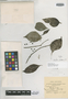 Psychotria platoensis Urb., JAMAICA, W. H. Harris 5534, Isotype, F