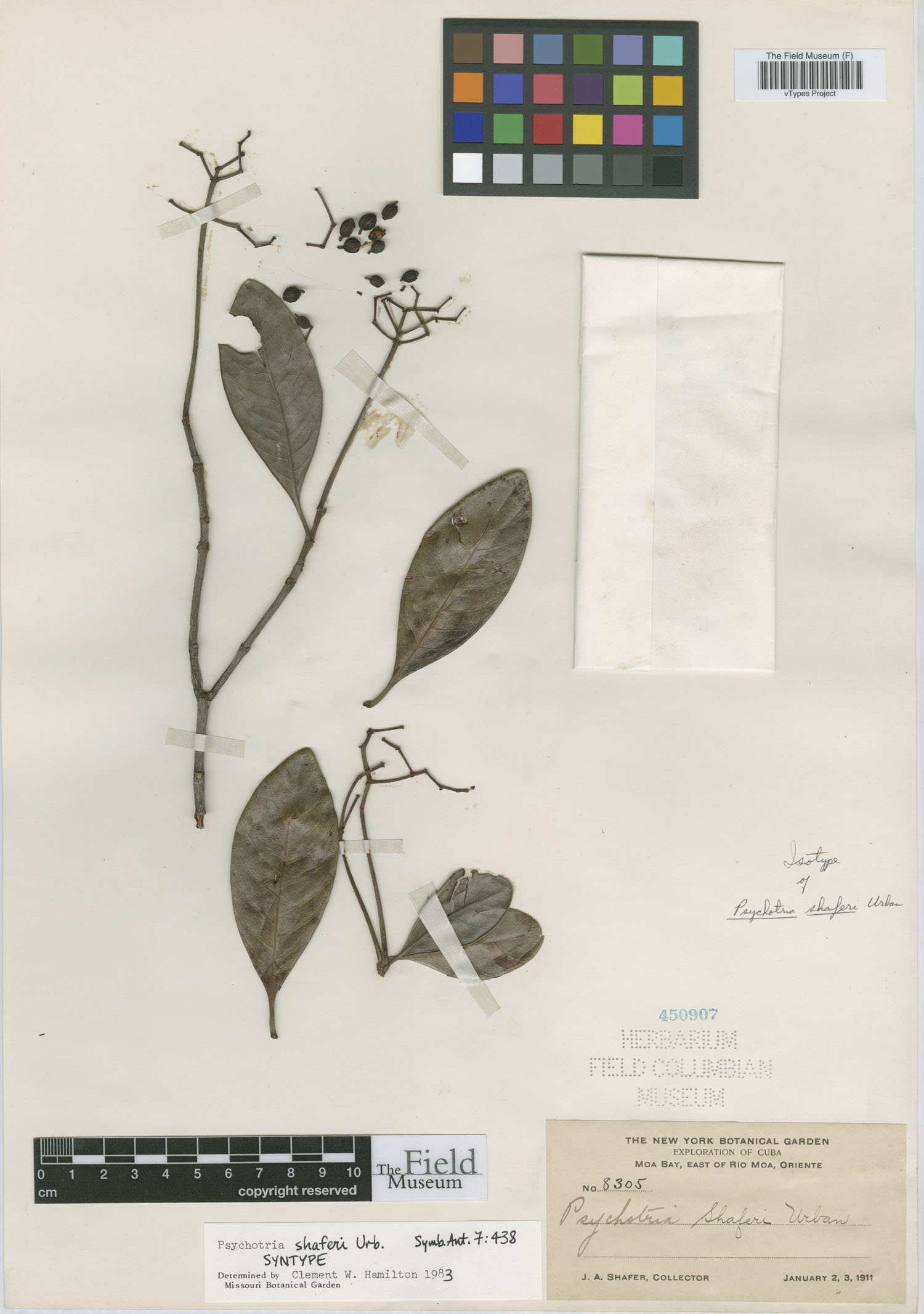 Psychotria shaferi image