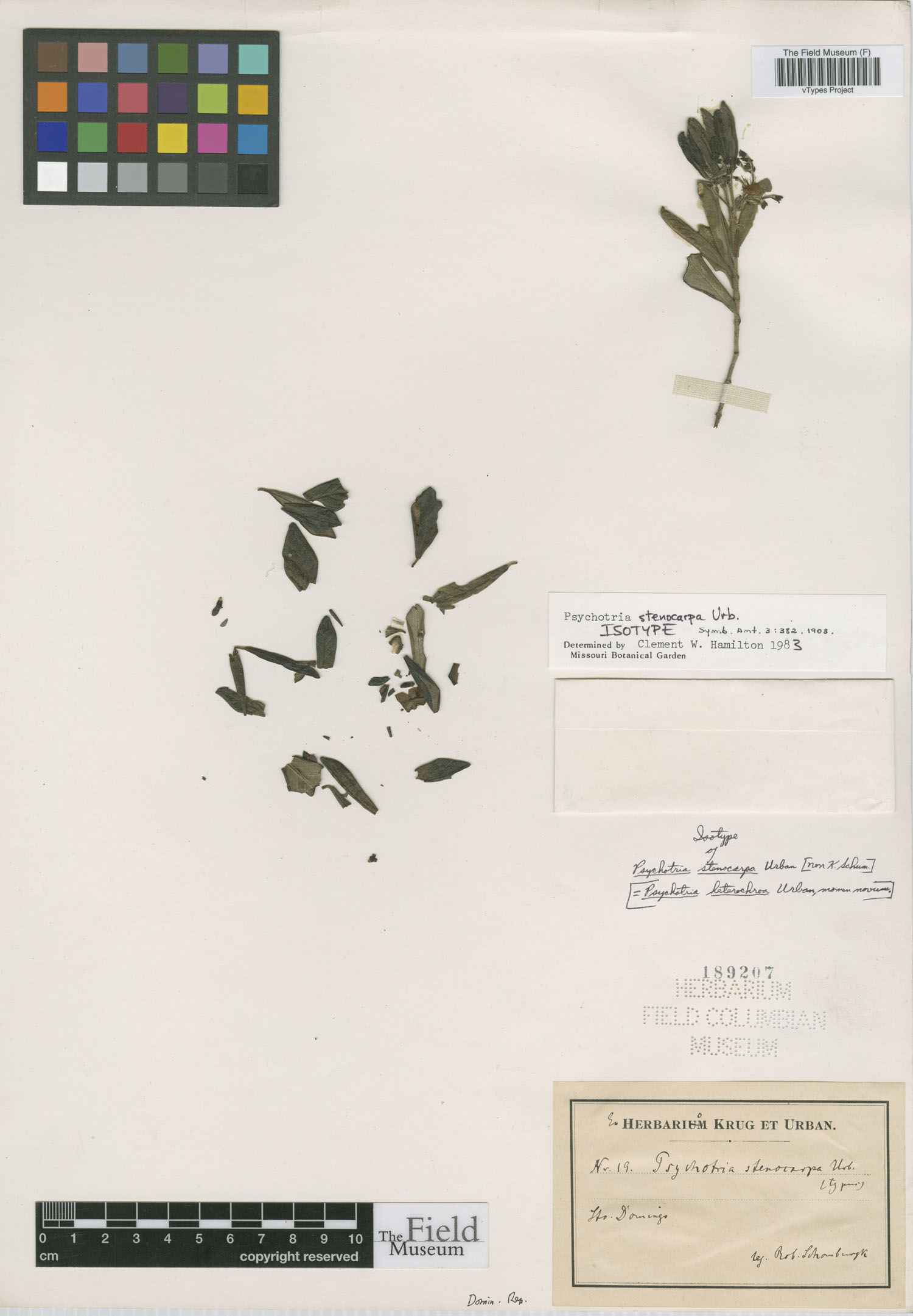 Psychotria stenocarpa image
