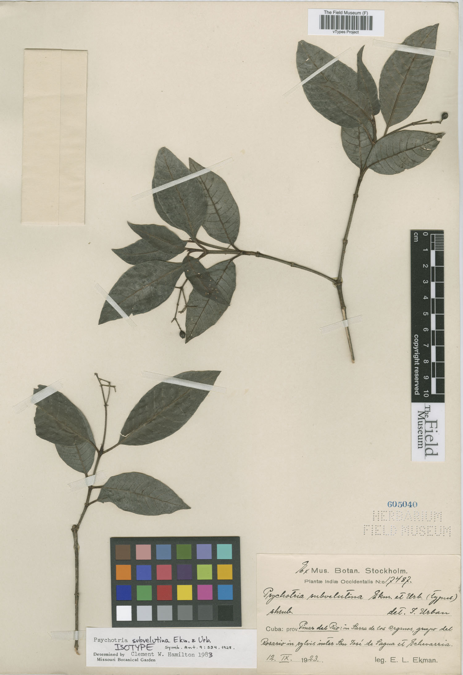 Psychotria subvelutina image