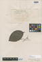 Psychotria tobagensis Urb., TRINIDAD AND TOBAGO, W. E. Broadway 4036, Isotype, F