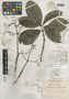 Psychotria troyana Urb., JAMAICA, W. H. Harris 8655, Syntype, F