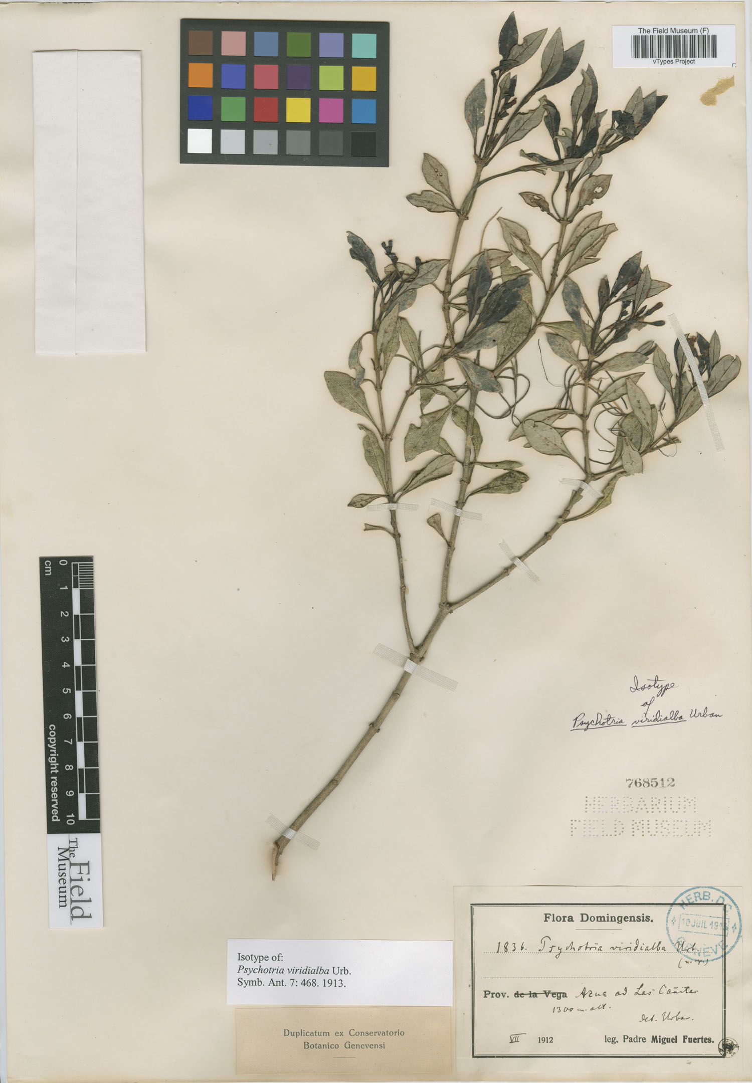 Psychotria viridialba image
