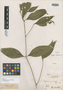 Psychotria gracilenta Müll. Arg., J. S. Blanchet 1590, Isotype, F