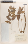 Phyllanthus acidus (L.) Skeels, Mexico, E. Matuda 16929, F