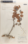 Phyllanthus acidus (L.) Skeels, Belize, C. L. Lundell 1833, F