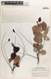 Phyllanthus acidus (L.) Skeels, Guatemala, P. C. Standley 63997, F