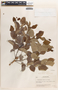 Phyllanthus acidus (L.) Skeels, El Salvador, P. C. Standley 3238, F