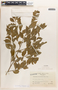 Phyllanthus acuminatus Vahl, Mexico, E. Matuda 16652, F