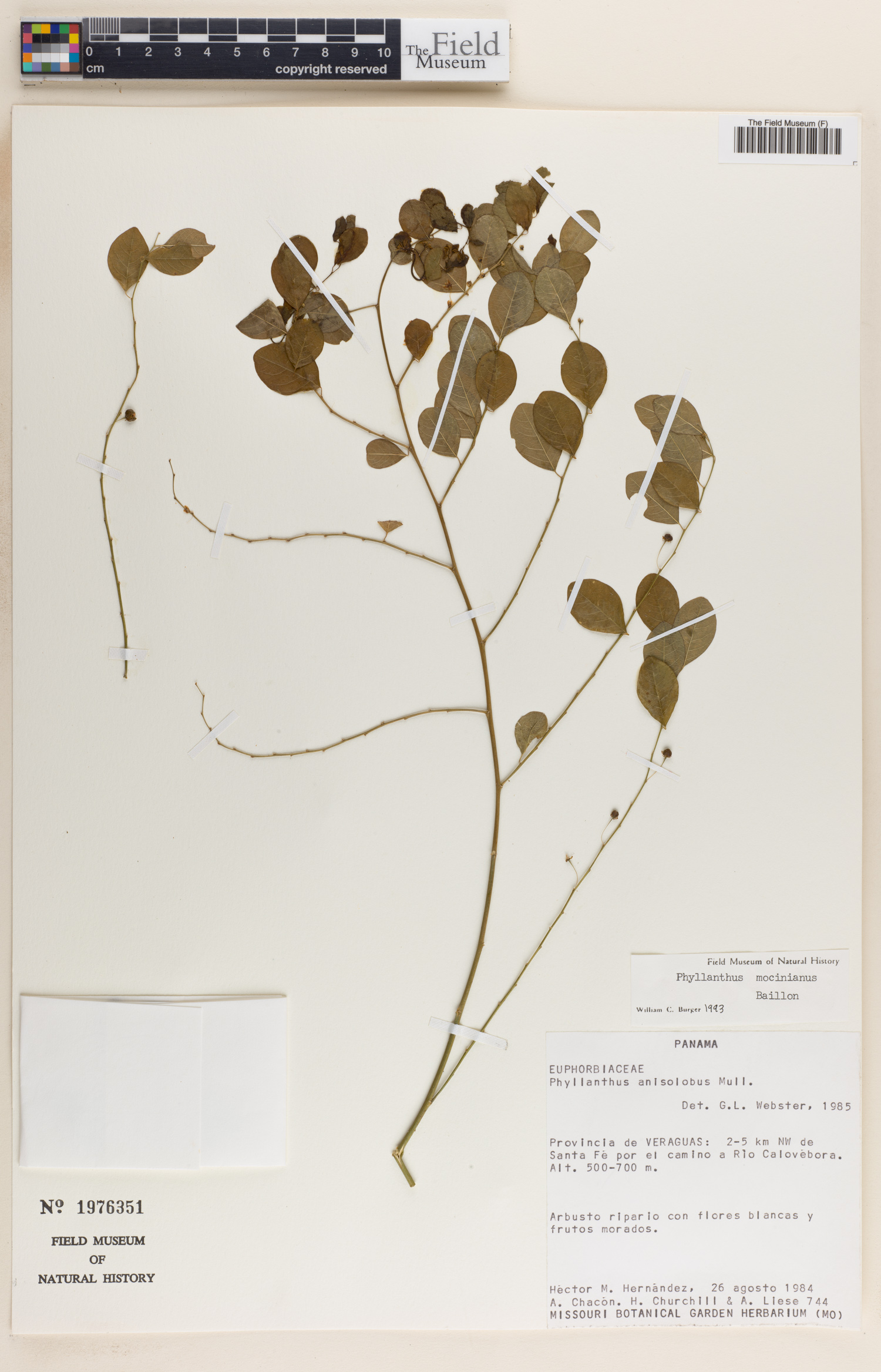 Phyllanthus anisolobus image